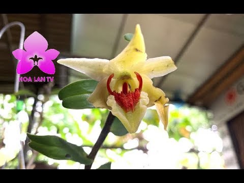 DENDROBIUM CRUENTUM Lan Thanh Hạc Rất Đẹp, Nhưng Rất Khó Thuần [HOALANTV]