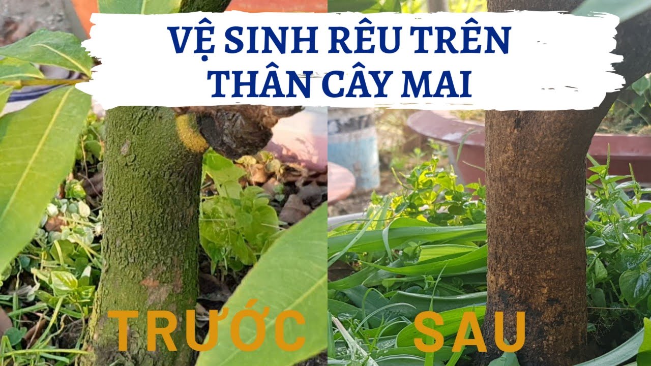 DIỆT RONG RÊU TRÊN THÂN CÂY MAI VÀNG - PHÒNG TRỪ NẤM BỆNH TRÊN MAI VÀNG MÙA MƯA