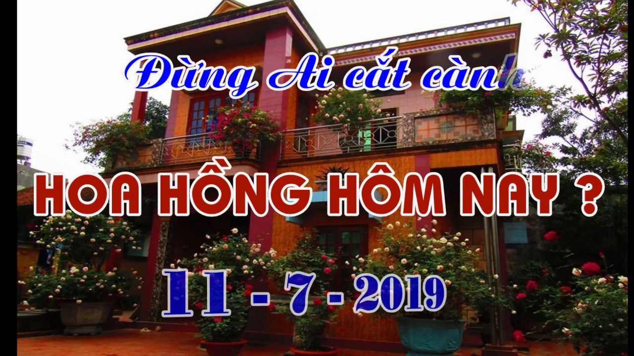 ĐỪNG AI CẮT CÀNH HOA HỒNG HÔM NAY ? TRUNG HOA HỒNG !