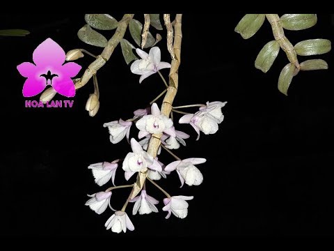 Đại Ý Thảo - Hạc Vĩ - Dendrobium aphyllum. Bạn theo trường phái nào? Nguyễn Ngọc Hà