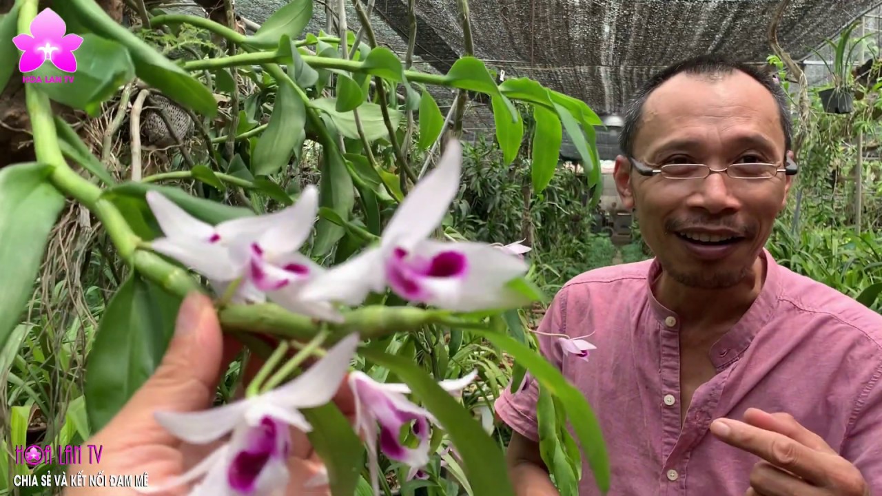 Dendrobium anosmum Phi Điệp Ám Hà Tĩnh Ấn Tượng [HOALANTV]