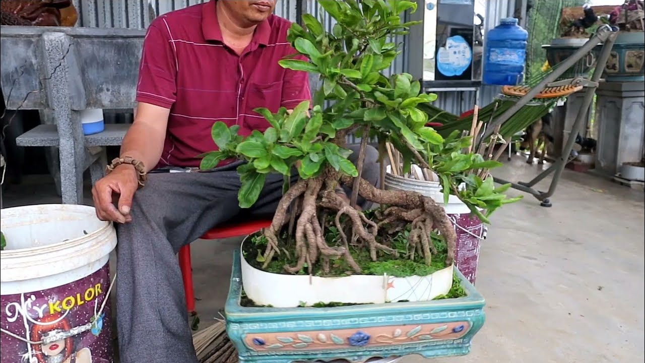 Đi nọc lại chậu mai bonsai rễ quái giao cho khách