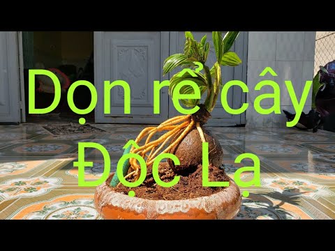 Dọn Rễ  Cây Độc Lạ|| Bul dua|| cây kiểng văn phòng