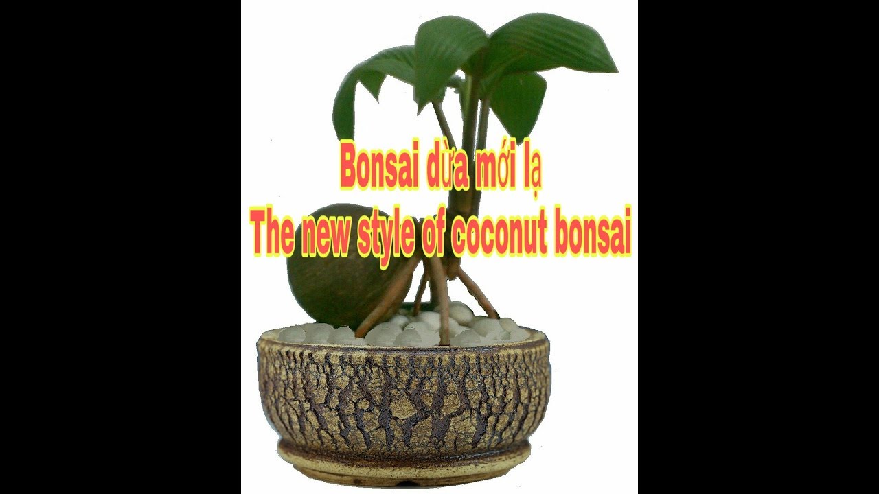 Dừa bonsai phong cách độc lạ. The new style of coconut bonsai