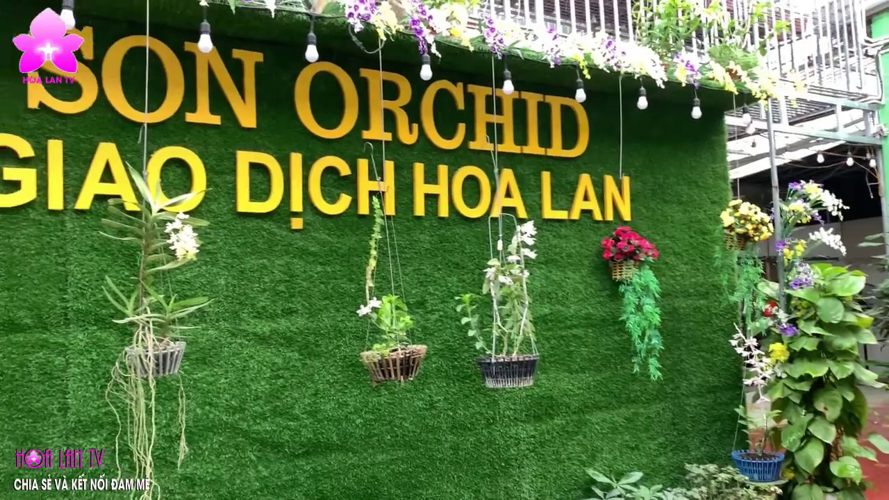 Ghé Vườn lan LÊ SƠN ''Pháo Đài" Trị Giá Trăm Tỷ Ngắm Hoa @HOALAN4U