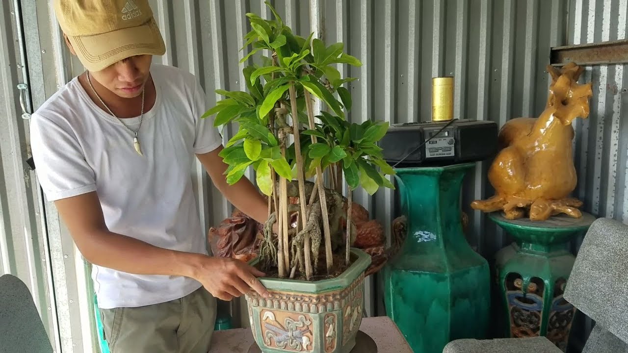 Giao lưu 3 cây mai bonsai (đã giao lưu)