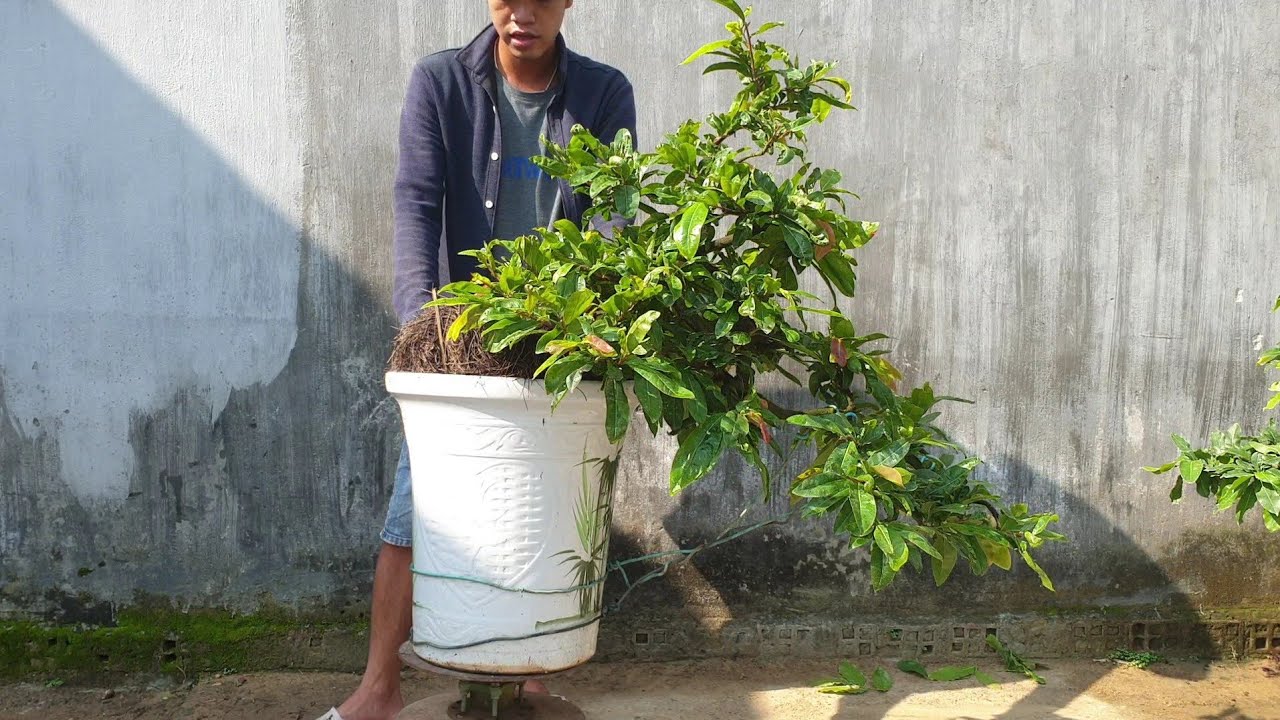 Giao lưu chậu mai thác đổ zin(đã bán)