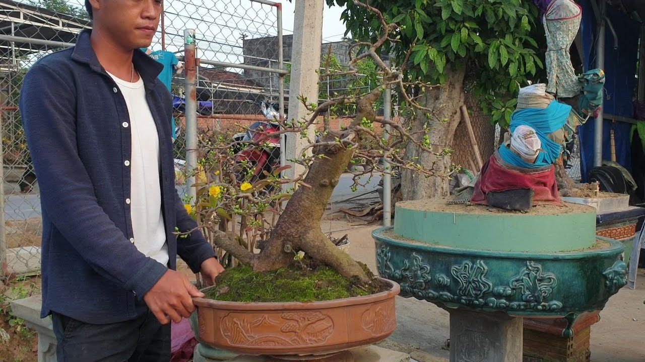 Giao lưu gốc mai bonsai khẩu đại bác 😂😂😂 giá 3.6triệu (đã bán)