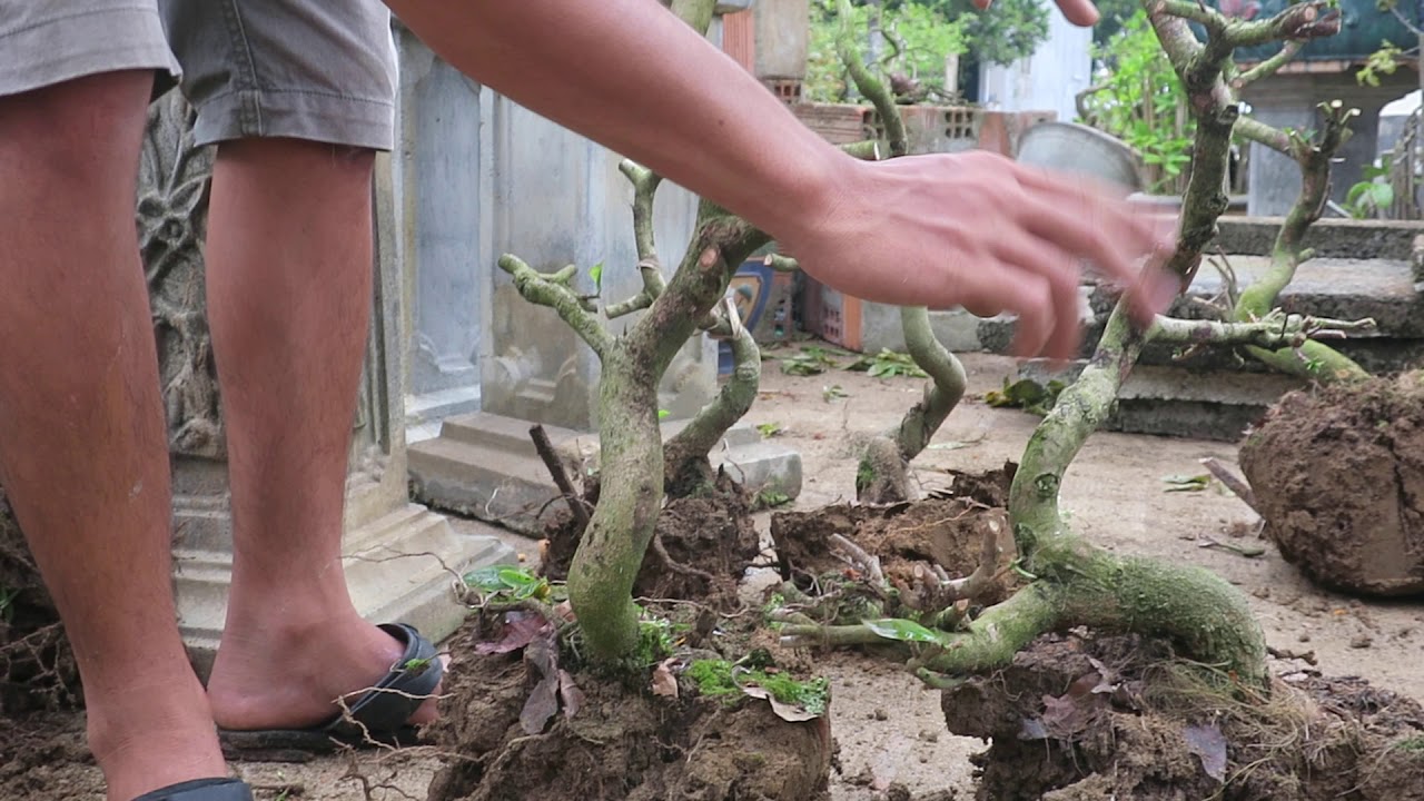 Giao lưu phôi mai bonsai mỗi lô 4 cây giá 1 triệu (đã bán hết)