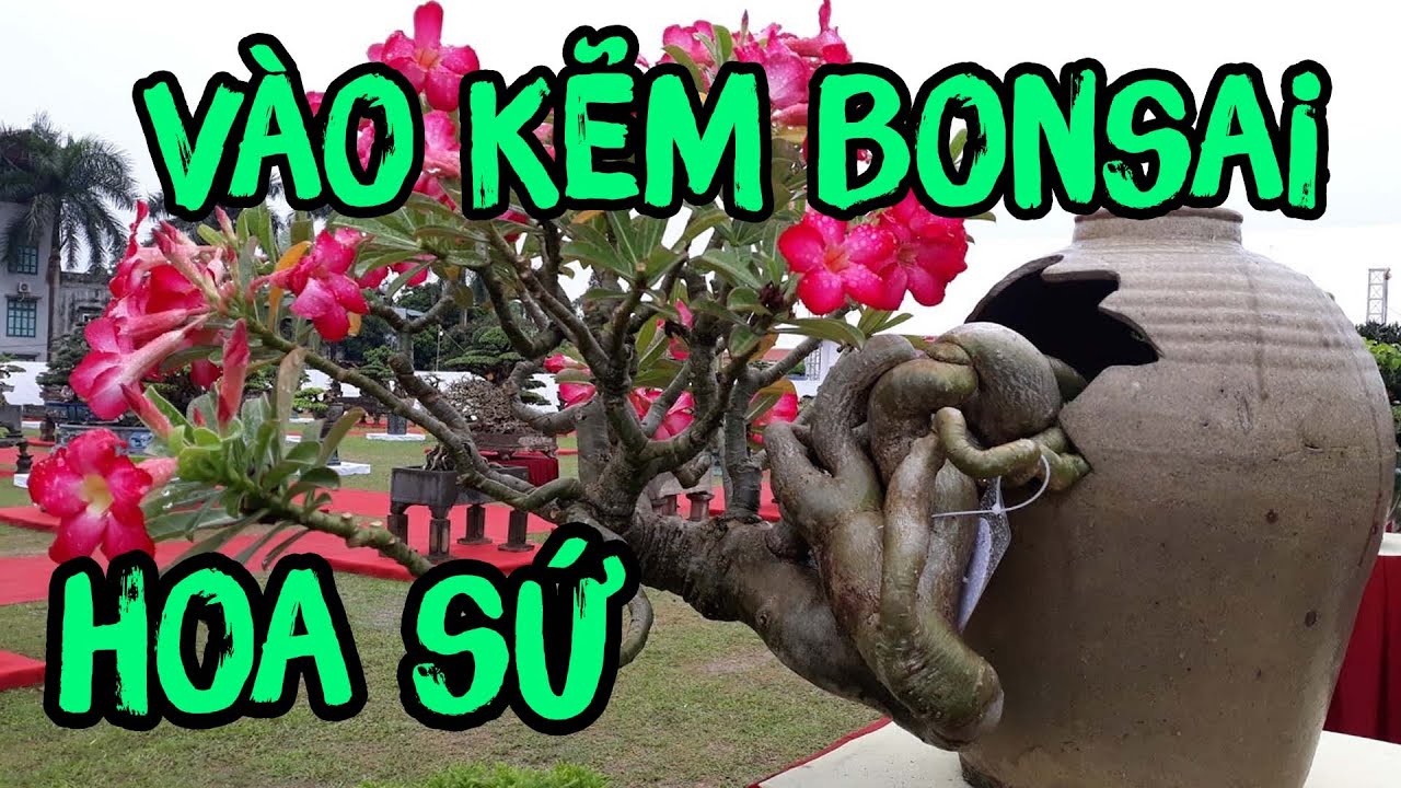 Giới Thiệu Vào Kẽm Bonsai Hoa Sứ | CÂY CẢNH CHỢ HÀNG | Hải Phòng