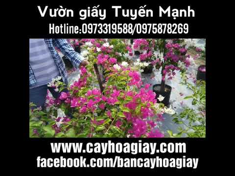 Giới thiệu cây hoa giấy trắng hồng