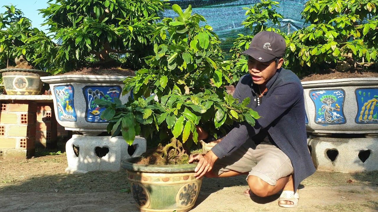 Giới thiệu chậu mai bonsai dáng trực lắc  đế quái (đã bán)