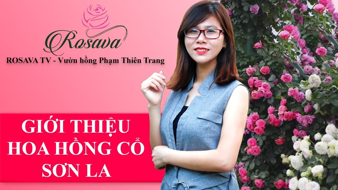 Giới thiệu hoa hồng cổ Sơn La