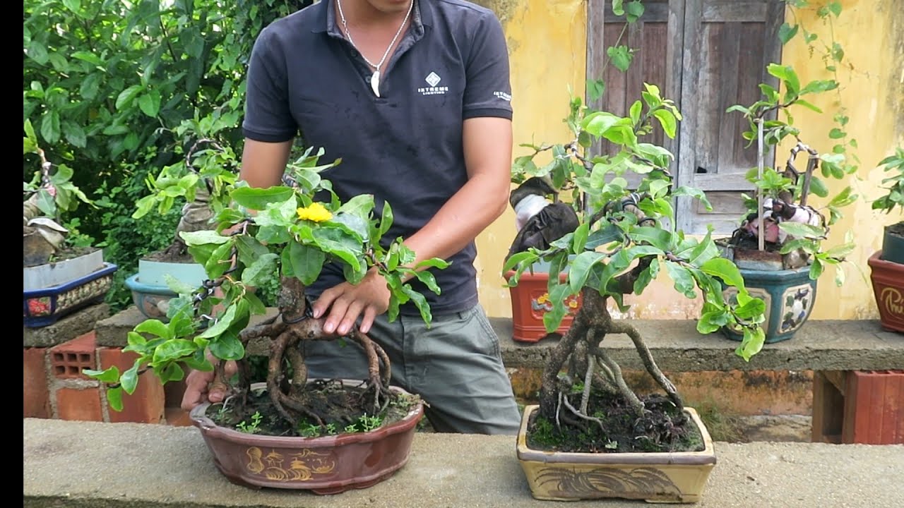 Gl 2 chậu mai bonsai giống rồng bay 🐉🐉🐉 (đã bán)