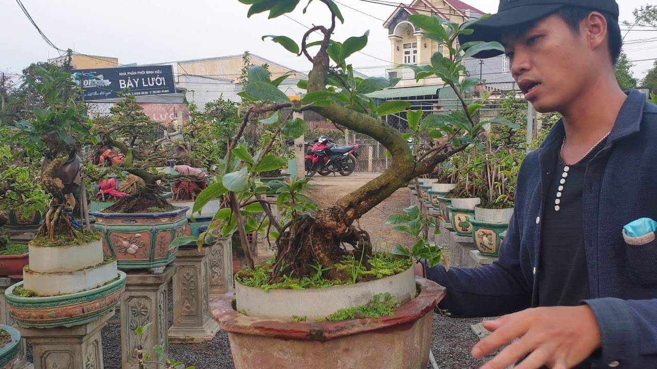 Gl Cặp mai bonsai cúc 4Long bông cực to cực khỏe (0383938201)đã bán số 1