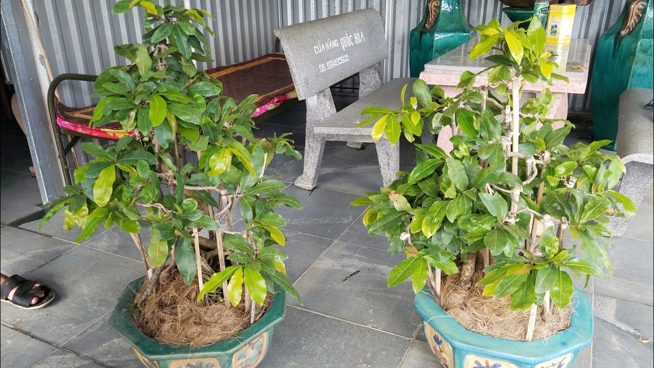 Gl cặp mai bonsai cúc 4 long ngày 4/7 (0383938201)