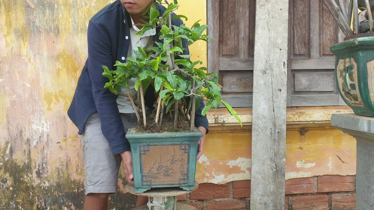 Gl  chậu mai bonsai củ mì 😂😂😂 (đã bán)