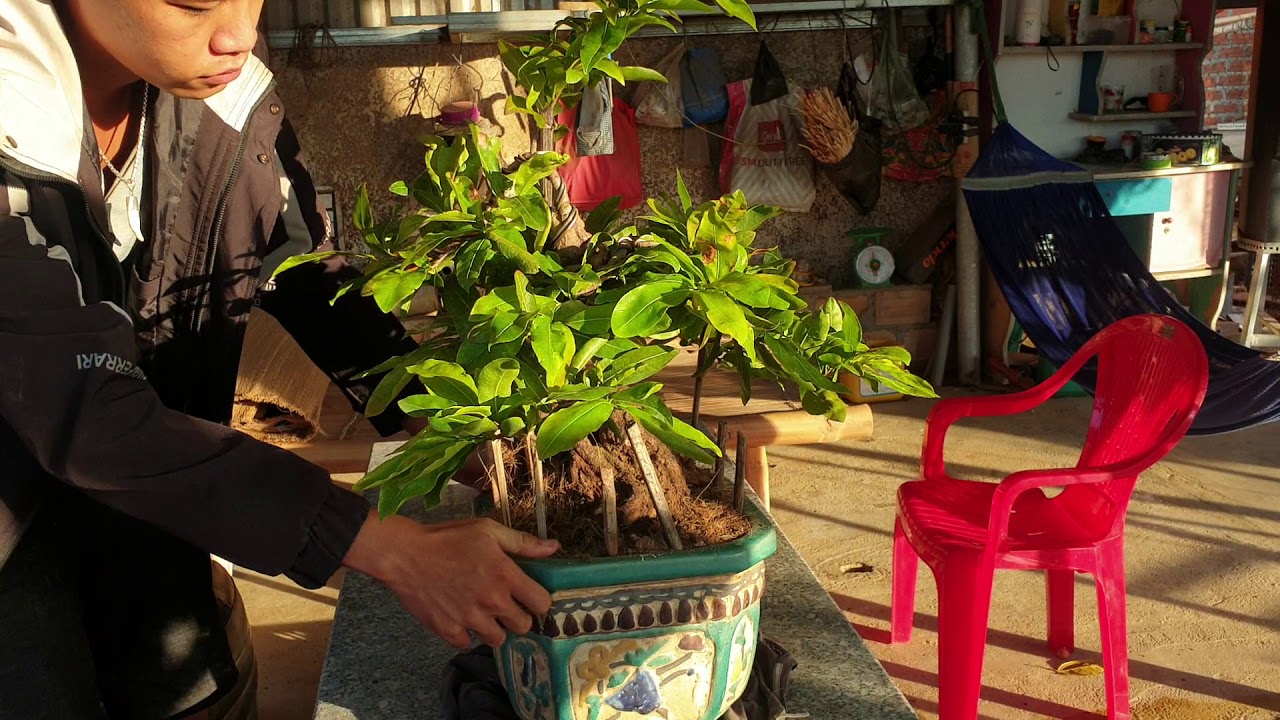 Gl chậu mai bonsai đế thú ngày 11/7 (đã bán)