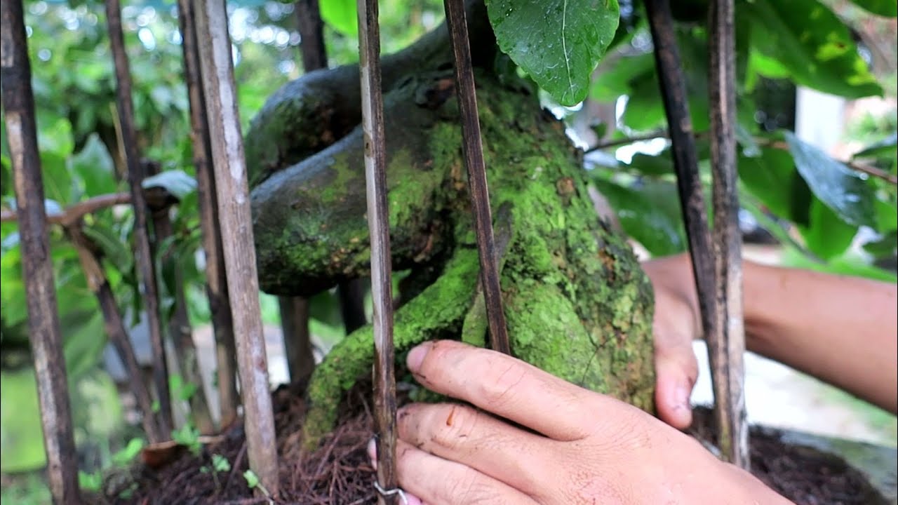 Gl củ mai bonsai bạch tuột (0383938201)