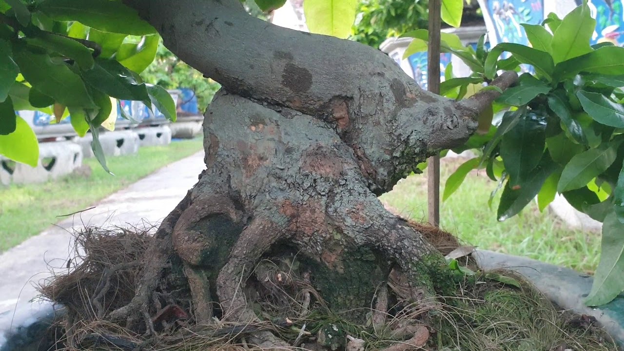 Gl củ mai bonsai ốc sên (đã bán)