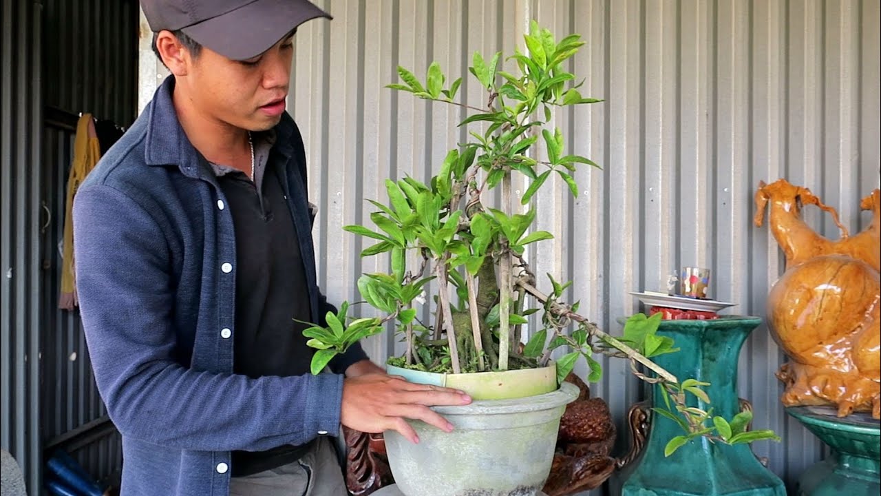 Gl đầu năm mai bonsai cúc hoàng hậu giá 1.6tr (đã bán)