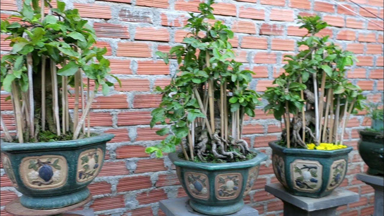 Gl lô mai bonsai giống rồng bay 🐉🐉🐉 đồng giá 4.8triệu (đã bán)