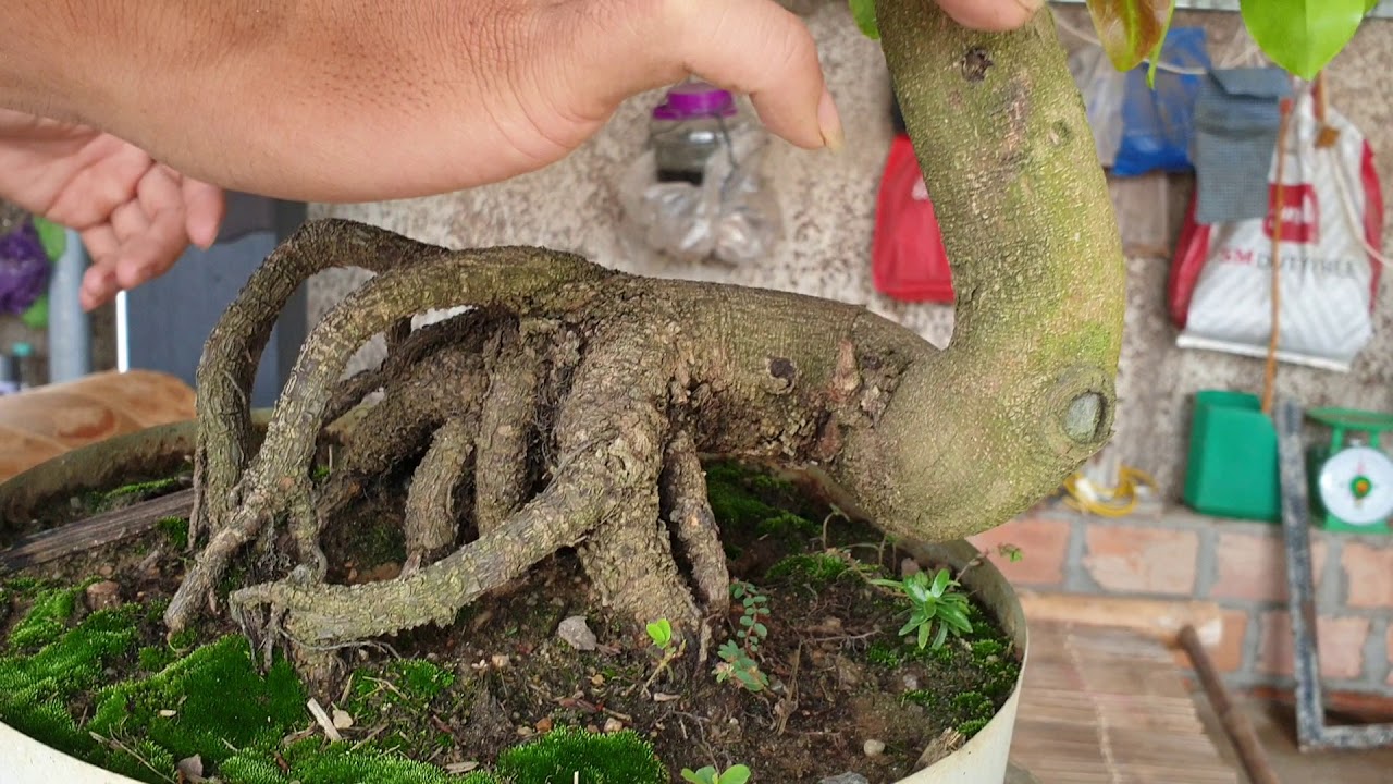 Gl mai bonsai chân đế nôm dáng thú giá 1.7tr (đã bán)