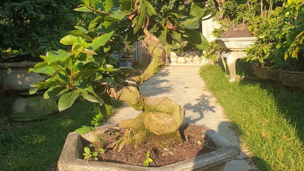 Gl mai bonsai củ xù toàn thân 15/7/2020 (đã bán)