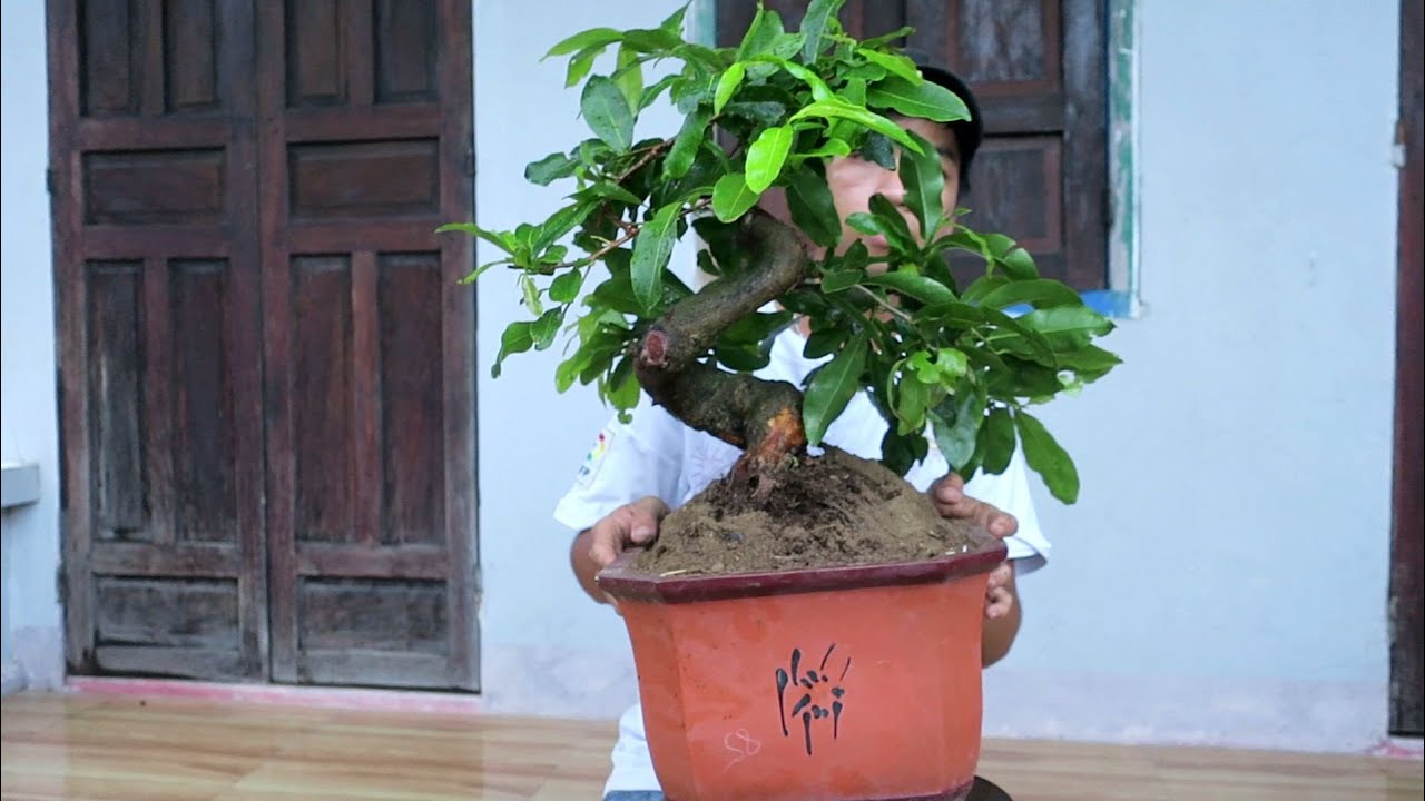 Gl mai bonsai cúc 4 Long giá 2.4tr ngày 19/5 (đã bán)