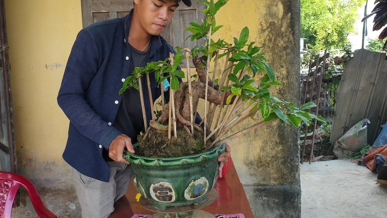 Gl mai bonsai cúc 4Long đế quái (0383938201)