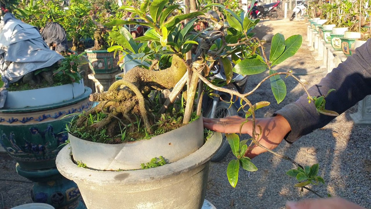 Gl mai bonsai cúc 4long dáng thú (đã bán)