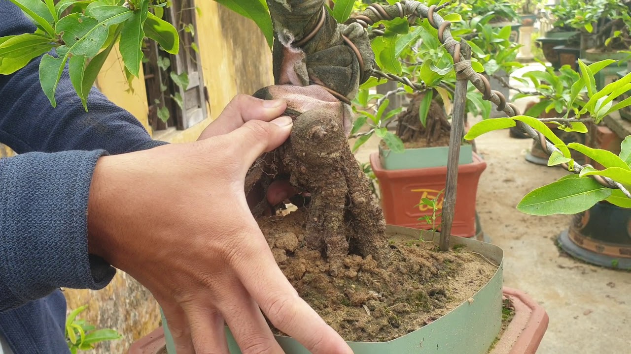 Gl mai bonsai cúc Hoàng Hậu C61 (đã bán)