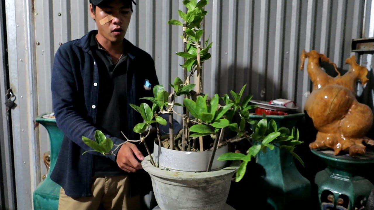 Gl mai bonsai cúc hoàng hậu giá 2trieu (đã bán)