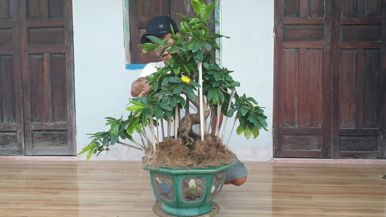 Gl mai bonsai cúc hoàng hậu mặt hoa đẹp  giá 3.5tr (đã bán)