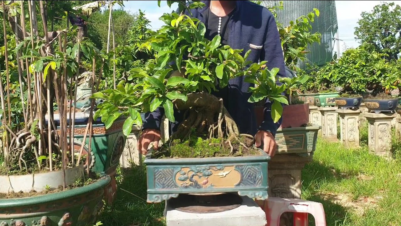 Gl mai bonsai cúc rồng bay già đẹp ngày 25/7 (đã bán)