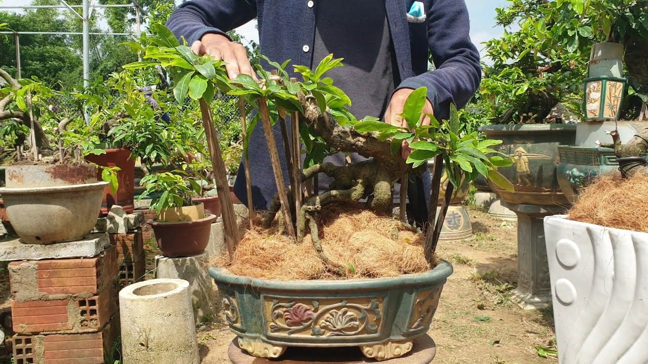 Gl mai bonsai dáng bay chân rễ đa (đã bán)