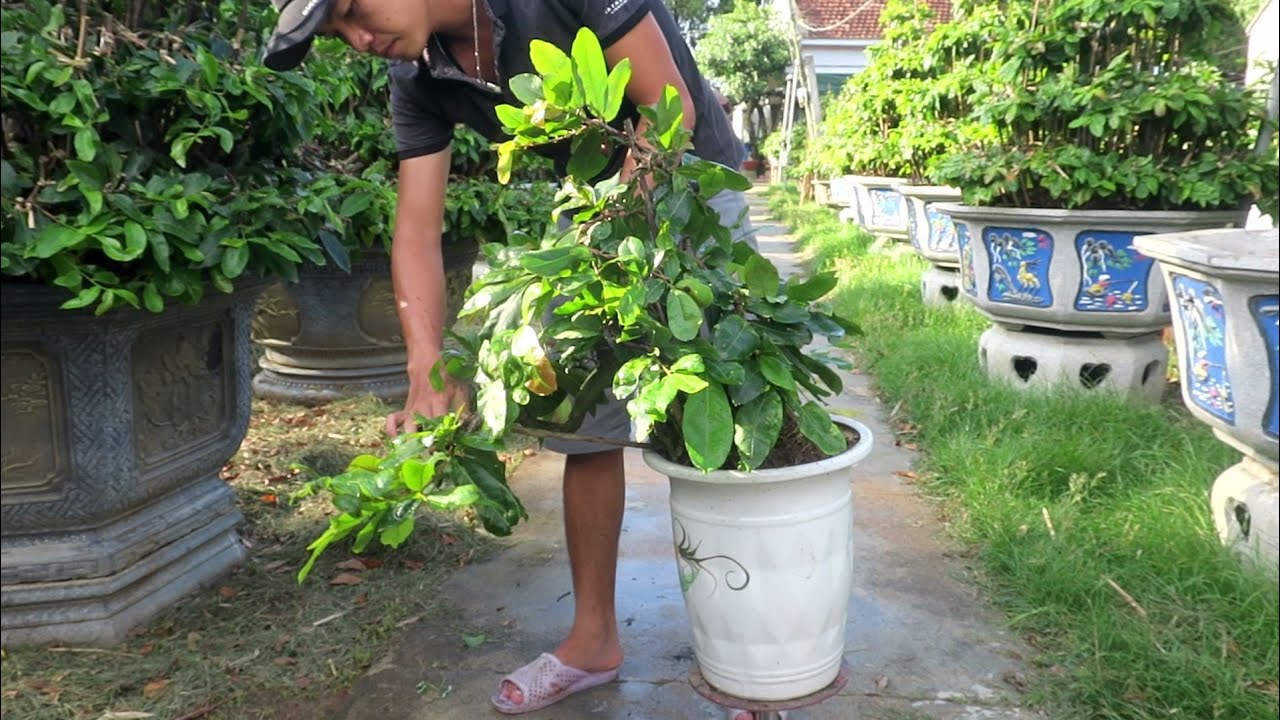 Gl mai bonsai dáng đổ treo (đã bán)