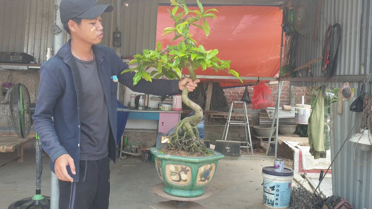 Gl mai bonsai dáng tranh độc lạ (0383938201)