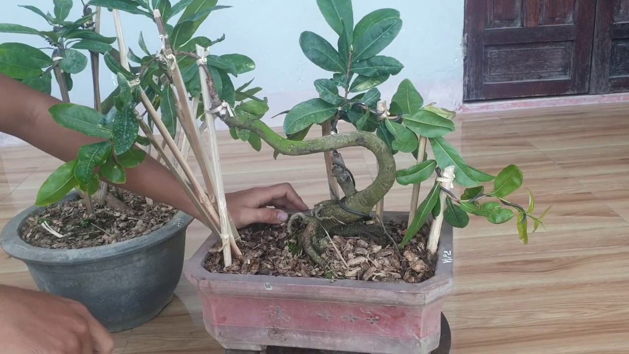 Gl mai bonsai giống hoàng hậu, vip2 giá 600k/cây (đã bán)