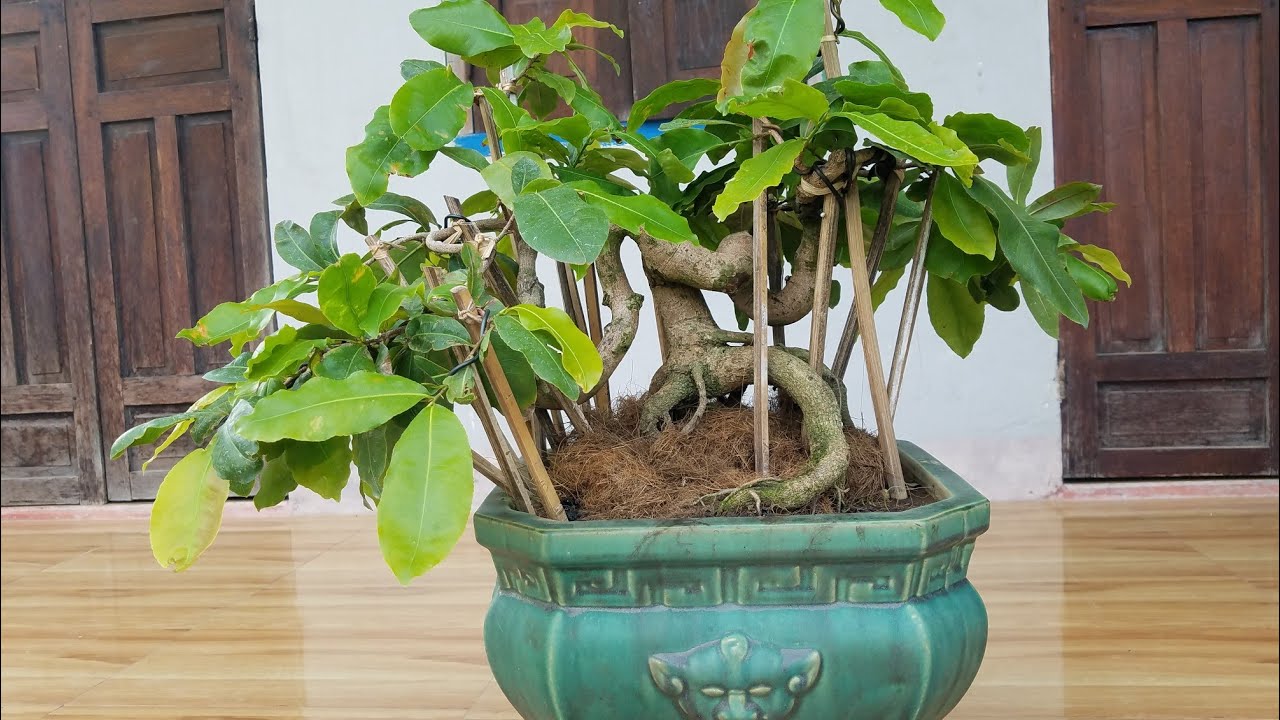 Gl mai bonsai quái dị cà na (đã bán)