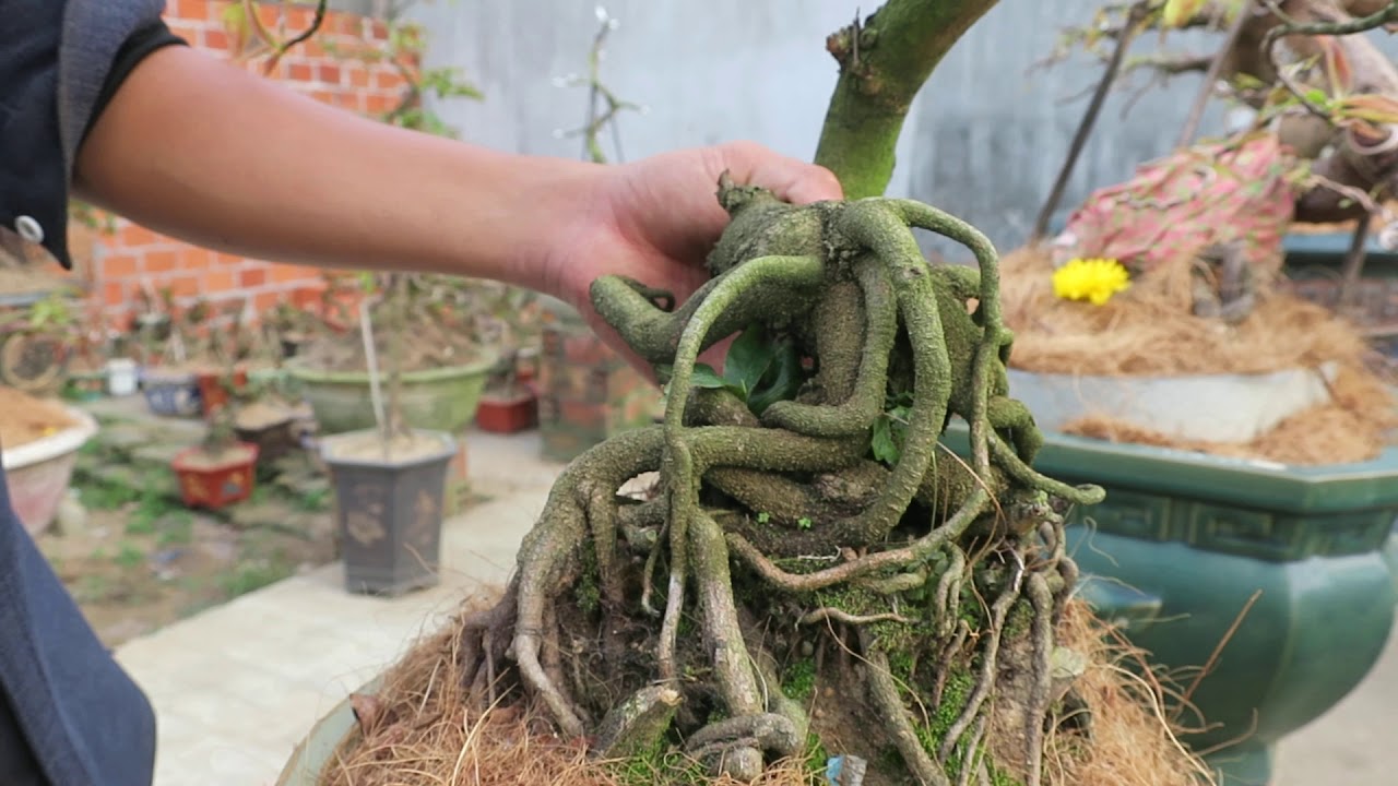 Gl mai bonsai rễ quắn quái (đã bán)