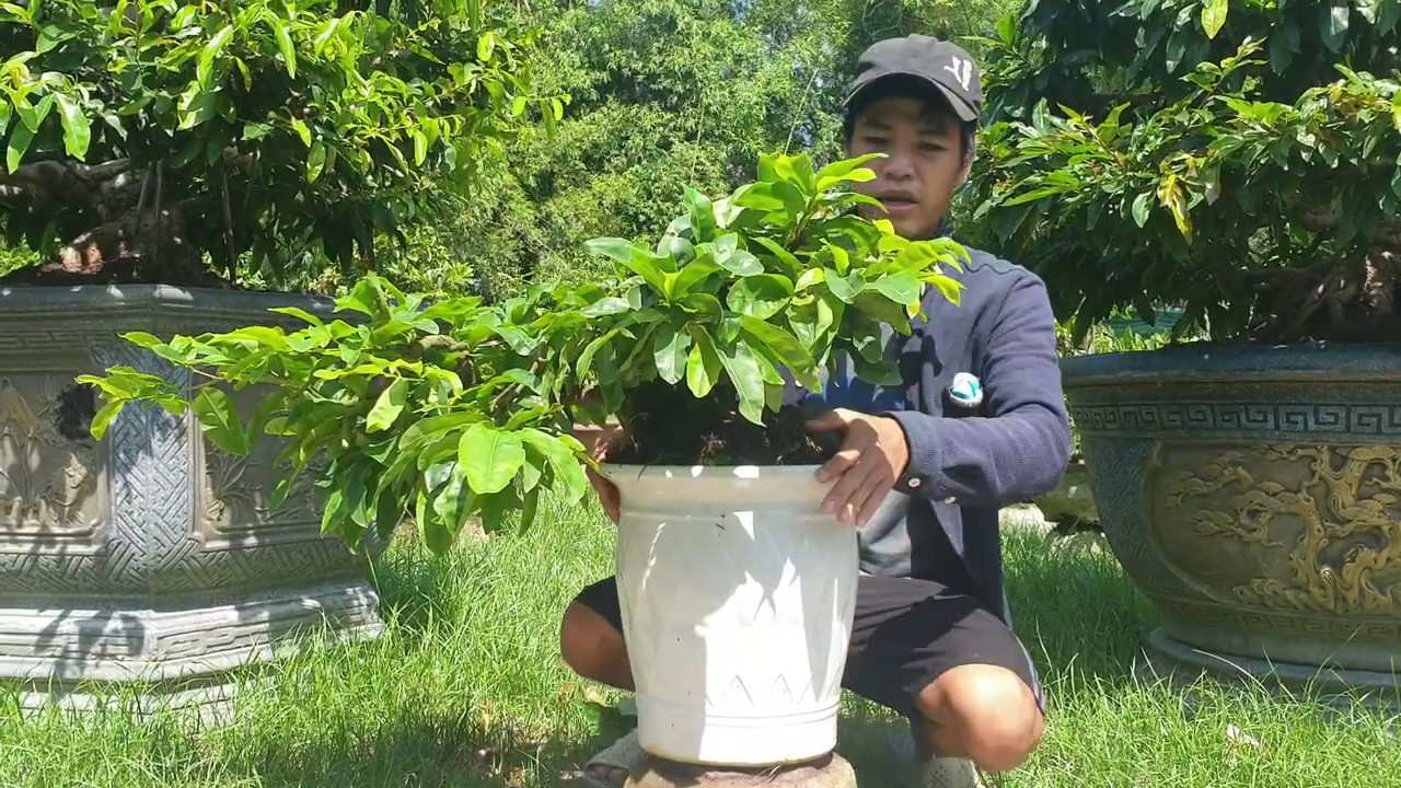 Gl mai bonsai song thân dáng đổ treo (đã bán)