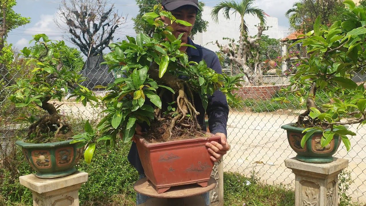 Gl mai bonsai thiếu nữ chân dài (đã bán)