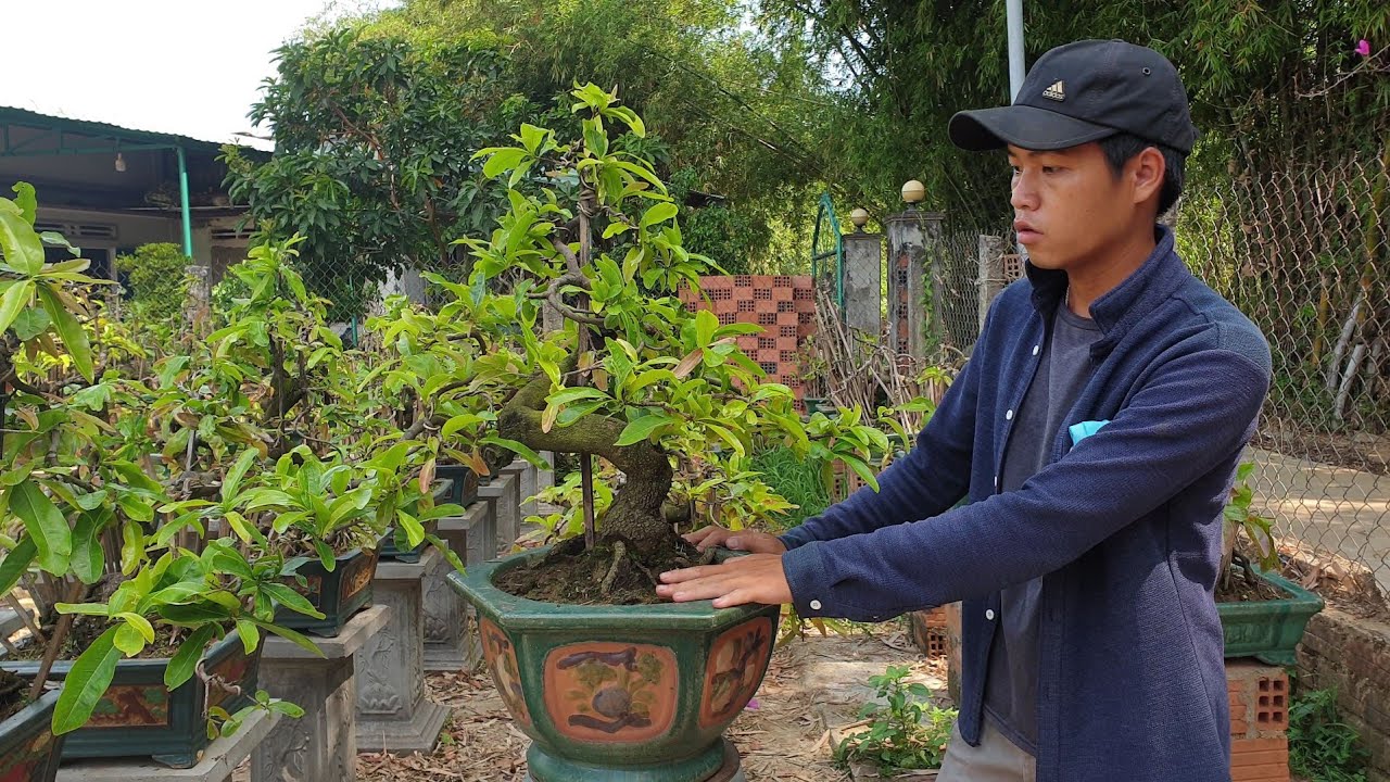 Gl mai cúc hoàng hậu dáng trực huyền (đã bán)