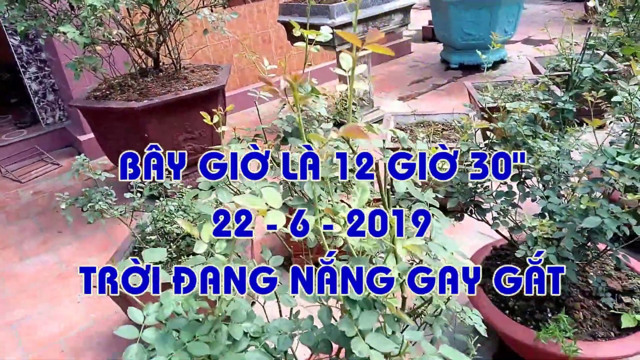 HÃY CHỐNG NẮNG CHO HOA HỒNG DƯỚI  NẮNG 47 ĐỘ ... TRƯA NAY 22 -6 -2019