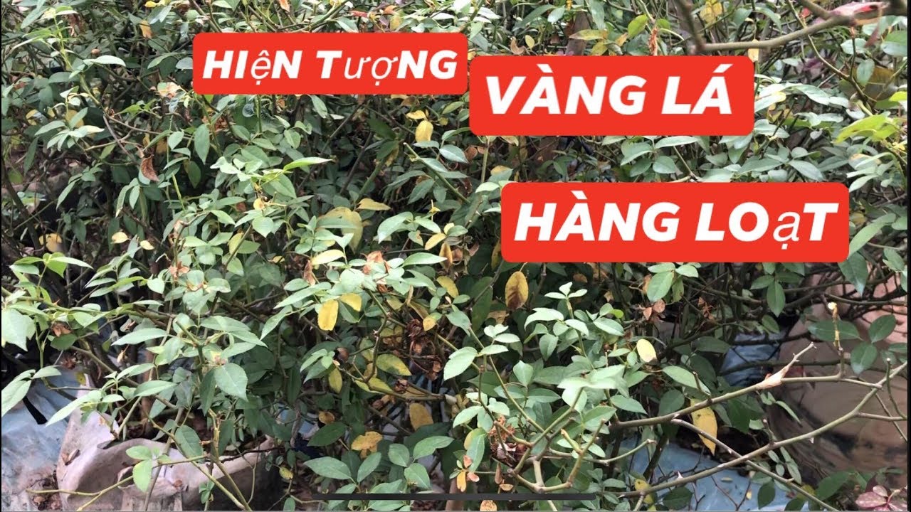 HIỆN TƯỢNG VÀNG LÁ HÀNG LOẠT TRÊN CÂY HOA HỒNG..chuẩn garden tv