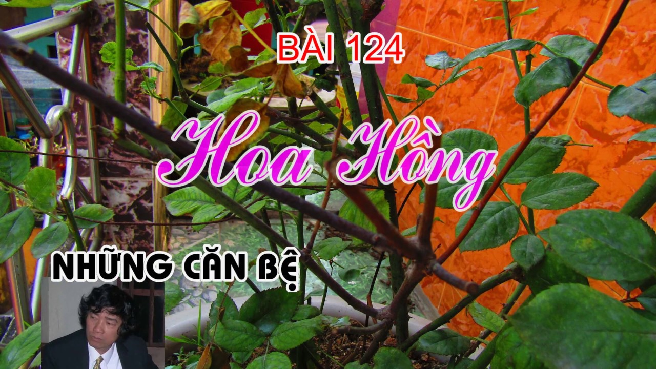 HOA HỒNG NHỮNG CĂN BỆNH BÍ ẨN DẦN HÉ LỘ - TRUNG HOA HỒNG