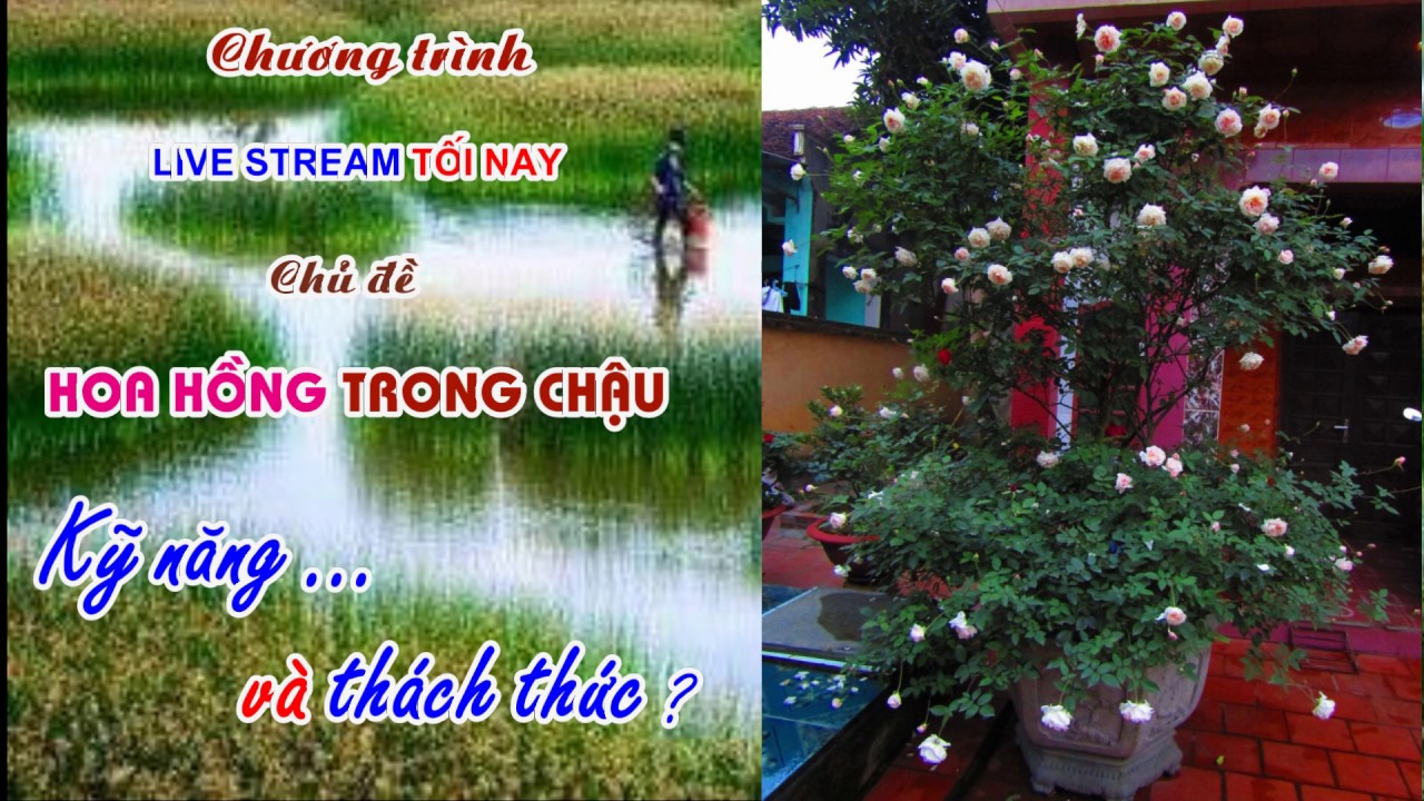 HOA HỒNG TRONG CHẬU  -   KỸ NĂNG VÀ THÁCH THỨC - TRUNG HOA HỒNG