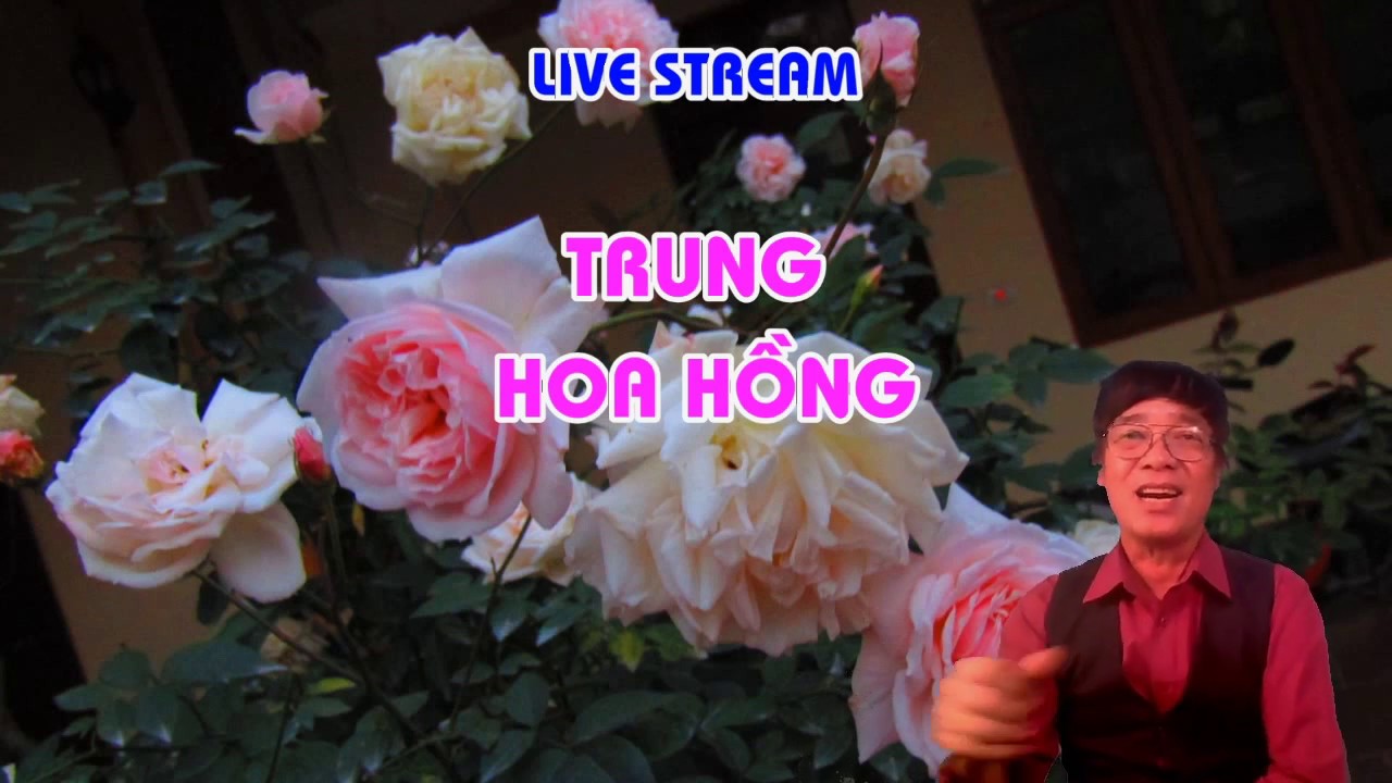 HOA HÔNG VÀ THỜI TIẾT CÓ GÌ LIÊN KẾT ?  - LIVE STREAM - TRUNG HOA HỒNG