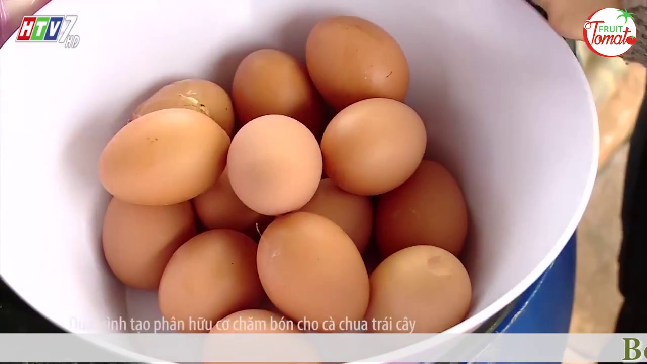 HTV7 Nói về Phân Trứng Sữa dùng tăng độ ngọt Cà trái cây